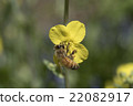 Rape blossoms and bees 22082917