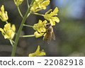 Rape blossoms and bees 22082918