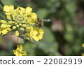 Rape blossoms and bees 22082919