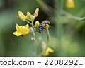 Lapilla of Rapeseed and Ladybird 22082921