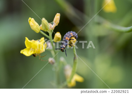 油菜和瓢蟲的Lapilla 油菜和瓢蟲的Lapilla 22082921