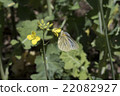 Rape blossoms and cabbage white butterfly 22082927