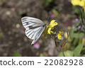 Rape blossoms and cabbage white butterfly 22082928
