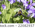 Carpenter bee 22082937