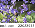 Carpenter bee 22082938