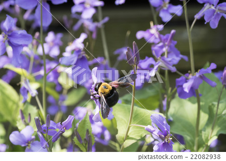 Carpenter bee Carpenter bee 22082938