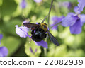 Carpenter bee 22082939