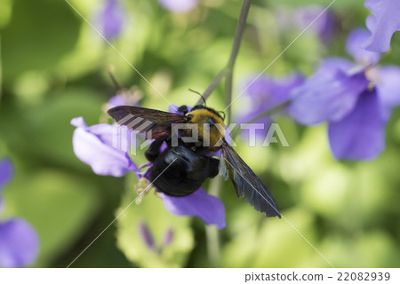 Carpenter bee Carpenter bee 22082939