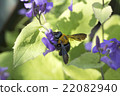 Carpenter bee 22082940