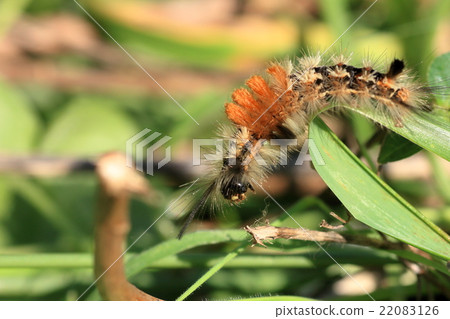 Larva of Momdokuga 22083126