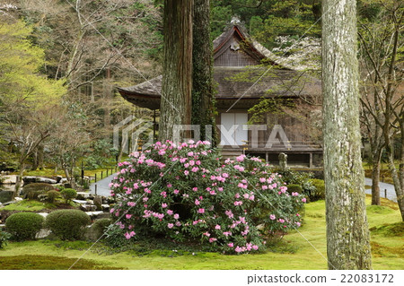 Ohara Sanzenin的黑崎 Ohara Sanzenin的黑崎 22083172