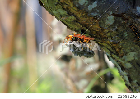 ·本文黃蜂 ·本文黃蜂 22083230