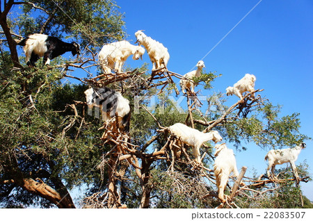 Goat's Tree 22083507