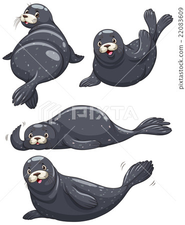 Four seals with black skin Four seals with black skin 22083609