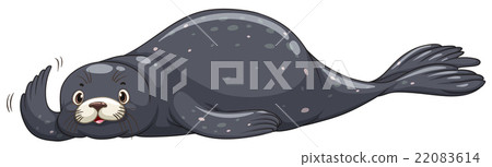 Seal with dark gray skin Seal with dark gray skin 22083614