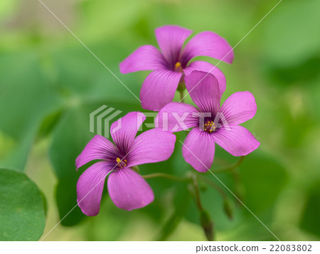 Cute Inokabaki 22083802