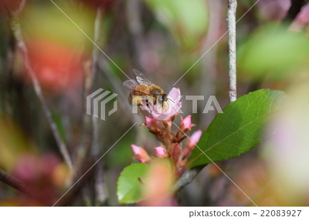 日本蜂和有鬍子的香蔥花 日本蜂和有鬍子的香蔥花 22083927