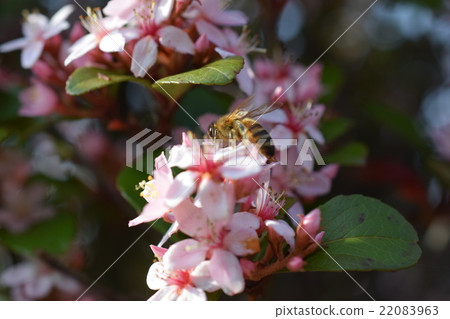 Flower of Japanese bee and bearded chives Flower of Japanese bee and bearded chives 22083963
