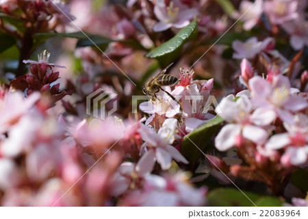 Flower of Japanese bee and bearded chives 22083964