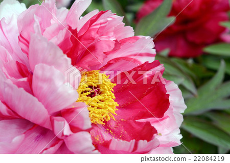 Peony 22084219