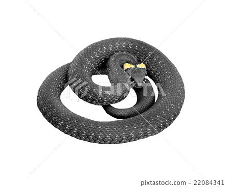 Grass snake. 22084341