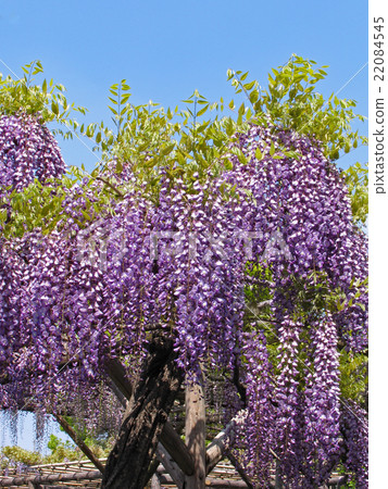 東京都江東區龜戶天神社 紫藤花架的季節 22084545
