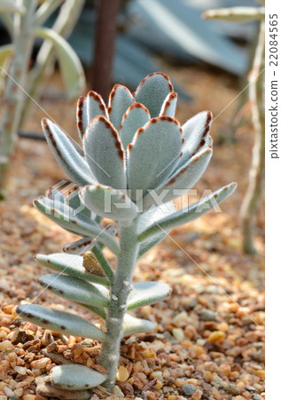 Velvety Kalanchoe Tomentosa succulent Velvety Kalanchoe Tomentosa succulent 22084565
