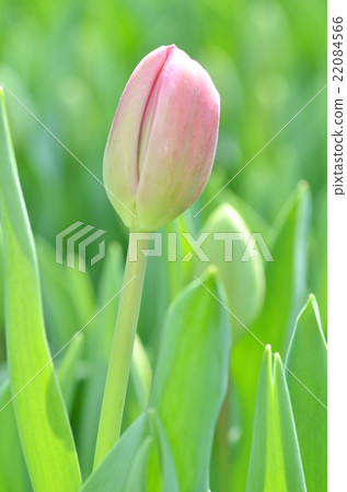Tulips in spring 22084566