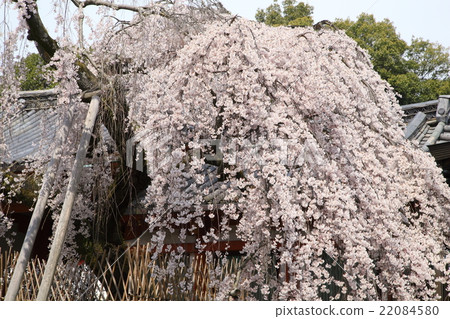 Bamboo cherry blossoms of Himuro shrine 22084580