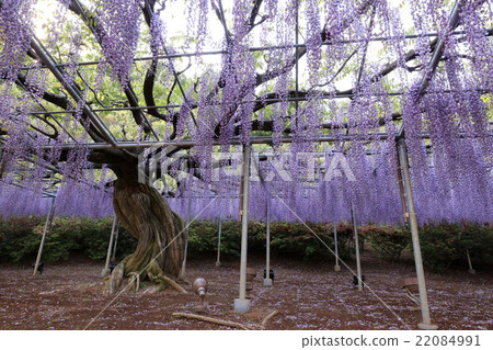 Murasaki Wisteria Murasaki Wisteria 22084991
