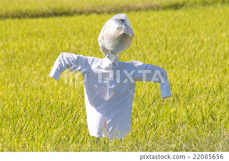Kakashi of rice field Kakashi of rice field 22085656