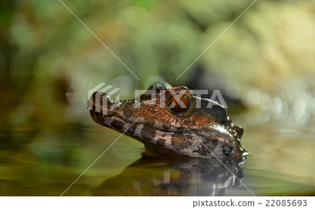 little crocodile over the water little crocodile over the water 22085693