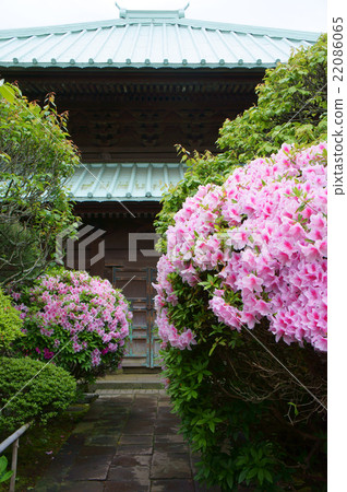 麻布和日出寺 22086065