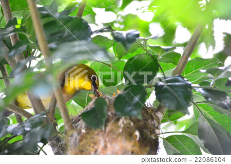 White-eye 22086104