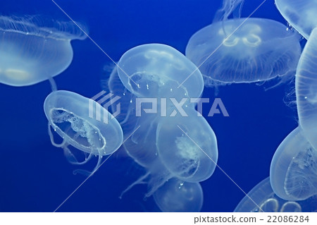 Jellyfish Drifting Background Jellyfish Drifting Background 22086284