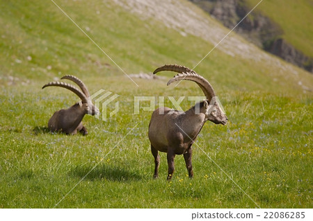 Alpine Ibex Grazing Alpine Ibex Grazing 22086285