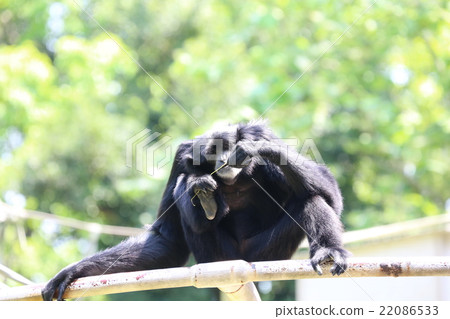 Flying gibbon 22086533