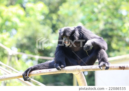 Flying gibbon 22086535