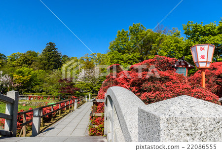 在長岡天滿宮盛開的杜鵑花霧島 22086555