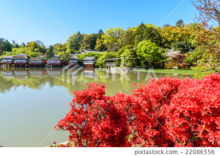 在長岡天滿宮盛開的杜鵑花霧島 22086556