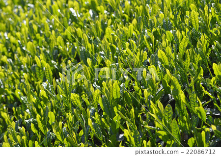Tea plantation Tea plantation 22086712