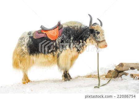 yak with saddle standing in the snow is isolated  22086754