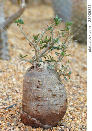 Fockea edulis plant 22086851