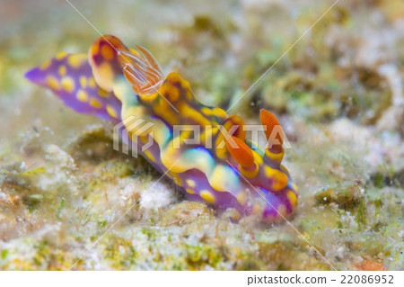 Nuushi Nuushi 22086952