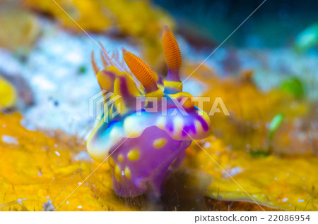 Nuushi Nuushi 22086954