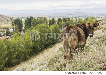landscape in Tien Shan mountains in Kyrgyzstan. landscape in Tien Shan mountains in Kyrgyzstan. 22087265