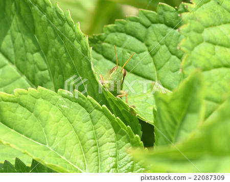 巴坦加粳稻幼蟲 22087309