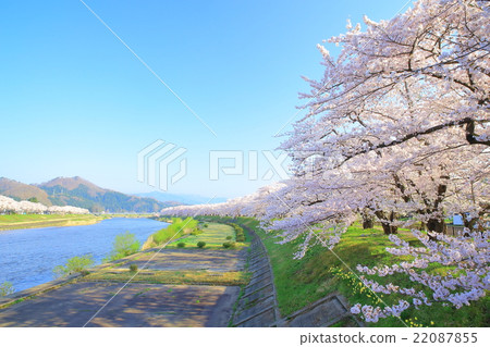 Uchikawa Tsutsumi的秋田kakkan Hinoki櫻花樹 Uchikawa Tsutsumi的秋田kakkan Hinoki櫻花樹 22087855