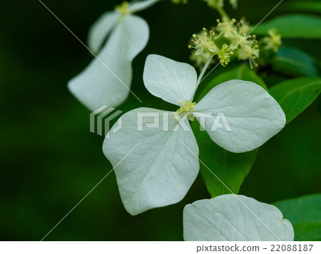 在初夏森林中自然生長的量 在初夏森林中自然生長的量 22088187