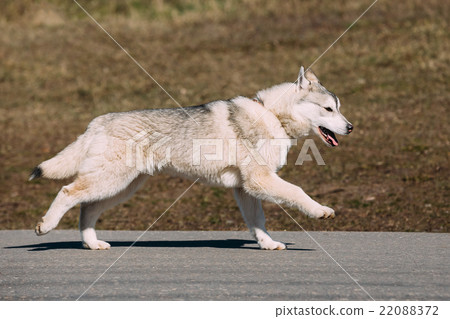 Young Funny Gray Husky Puppy Dog 22088372